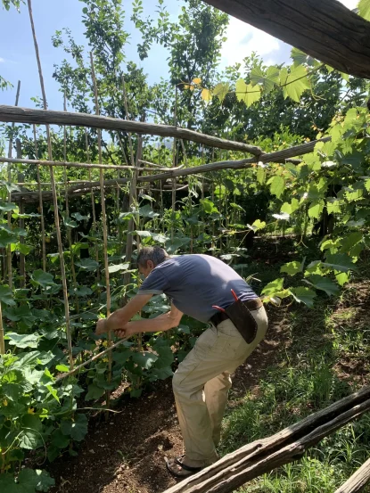 An older man tends to plants in a lush garden, crouching as he works among green vines supported by wooden trellises—serene scenery reminiscent of those found along Amalfi Coast hiking tours on a sunny day.